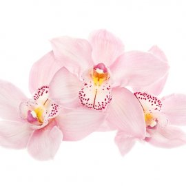 ЦВЕТЫ 31 (орхидеи)